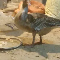 غاز تک صدا عاس