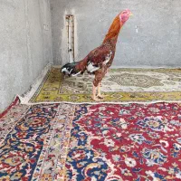 جوجه خروس لاری|حیوانات مزرعه|گمیشان, |دیوار