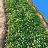 نشا فلفل|خدمات باغبانی و درختکاری|میناب, |دیوار