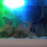 اکواریم شیشه خم