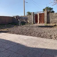 اسب مادیون سفید عرب کرد