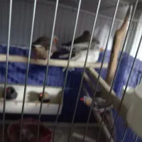 فنچ  فروش فوری فوری فوری