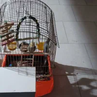 ۲ عدد عروس هلندی سالم و سرحال به همراه 4 عدد تخم