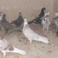 کبوتر|پرنده|چادگان, |دیوار