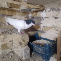 شستی  نر بهترین نژاد|پرنده|تاکستان, |دیوار