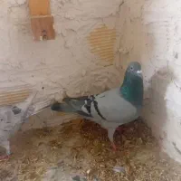 نروماده باجوجه|پرنده|اندیمشک, |دیوار