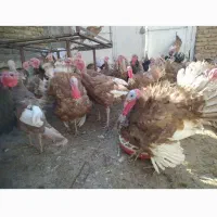 بوقلمون نر ارگانیک|حیوانات مزرعه|هرسین, |دیوار