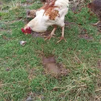 خروس دورگه|حیوانات مزرعه|پاوه, |دیوار