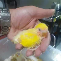 جوجه عروس و برزیلی|پرنده|کیش, |دیوار