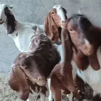 سلام گوسفندهای شما را نقدن خریدارم|حیوانات مزرعه|ریگان, |دیوار