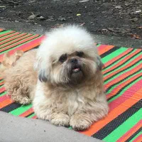 شیتزو سوپر فلت|سگ|کردکوی, |دیوار