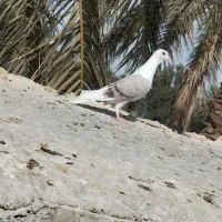 پلاکی|پرنده|بم, |دیوار