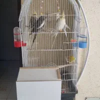 دو جفت عروس هلندی تازه بالغ شدن باقفس بزرگ با پایه