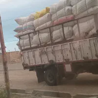 کاه سفیدگندم نرم