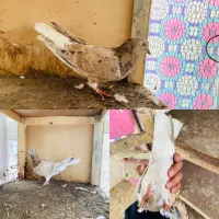 طوقی هفترنگ پشت هفترنگ دم سفید|پرنده|مشهد, شهرک صنعتی توس|دیوار