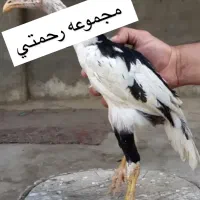جوجه لاری اصیل|حیوانات مزرعه|تهران, ایران|دیوار