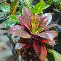 فروش گل و گیاه زینتی و آپارتمانی