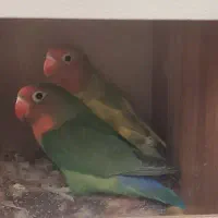 طوطی برزیلی جفت با همه وسایل