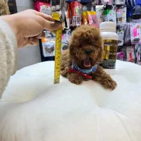 سگ بی دردسر قهوه ای