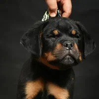 توله روتوایلر صربستانی