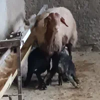 گوسفندیامیش وبره دقلو