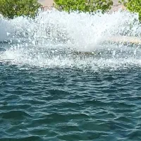 ماهی قزل الا