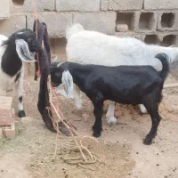 گوسفند|حیوانات مزرعه|کرمان, |دیوار