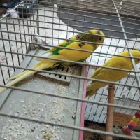 مرغ عشق