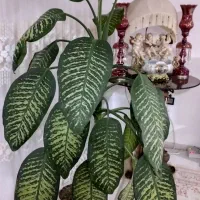 گول بزرگ با گلدان