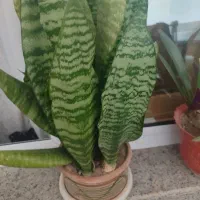 فروش گل «یه زیر قیمت»گل شمشیری