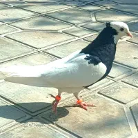 کبوتر طوقی طوق سیاه ماده