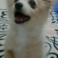 سگ پامر 5 ماهه|سگ|بندرعباس, |دیوار