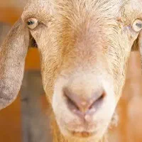 بز شیر همراه با دوتا بچه اش