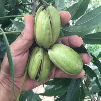 گردوپکان پیوندی