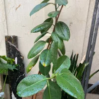 انواع گل فروش‌ ریر‌قیمت محلاتی