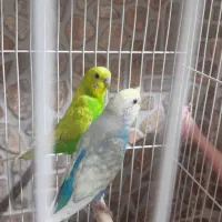 مرغ عشق|پرنده|سرایان, |دیوار