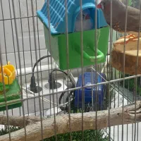 یه جفت فنچ مولد با وسایل