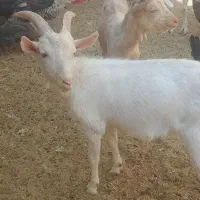 اسباب بازی بز خوشکل