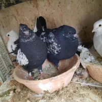 به شرط سالم بودن