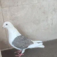 کبوتر