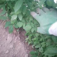 (گلخانه)فروش ویژه نهال گوجه