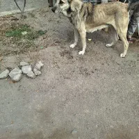 سگ ماده|سگ|مشگین شهر, |دیوار