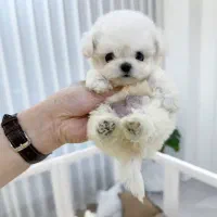 مالتیز عروسکی|سگ|تهران, جنتآباد مرکزی|دیوار