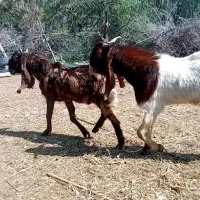 دوعدد نربزاصل پاکستان کاموری پتیری