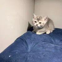 دختر بریتیش سیلور مو کوتاه