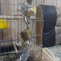 یه جفت عروس با قفس بزرگ