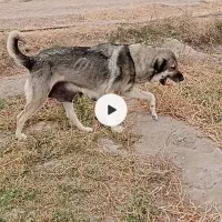 سگ ماده عراقی ب همراه توله اش