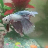 ماهی فایتر|ماهی|تبریز, |دیوار