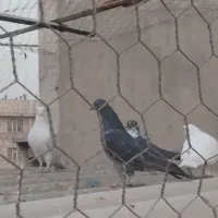 ماده زاغ همه چی تموم|پرنده|تهران, کیانشهر|دیوار