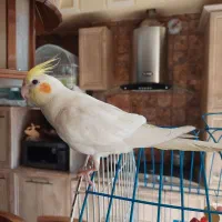 پیدا شده عروس هلندی نزدیک مشاهیر